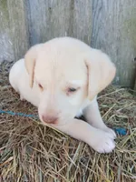 Serena, a female Labrador Retriever for sale in Accident, MD – 2 of 3