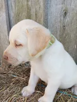 Sammy, a male Labrador Retriever for sale in Accident, MD – 2 of 4