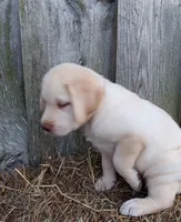 Sunny, a male Labrador Retriever for sale in Accident, MD – 7 of 8