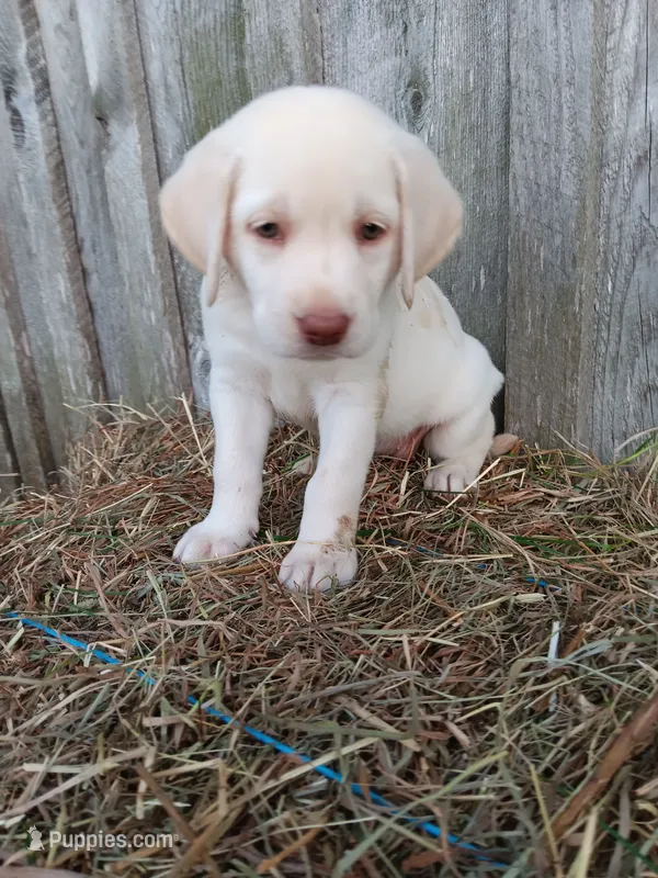 Skipper – Labrador Retriever puppy for sale in Accident, MD
