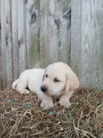 Sparky, a male Labrador Retriever for sale in Accident, MD – 2 of 7