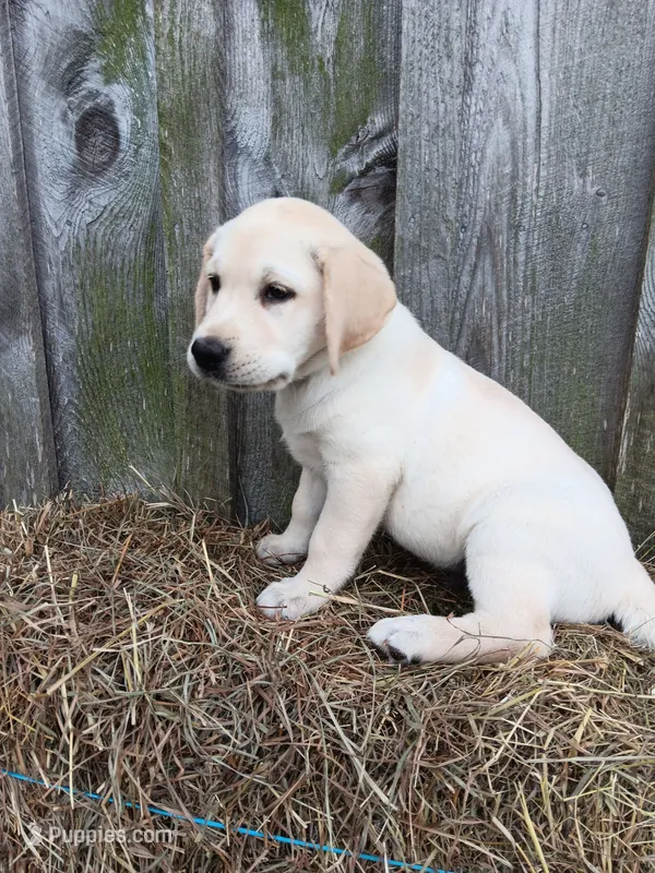 Sparky – Labrador Retriever puppy for sale in Accident, MD