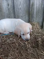 Sparky, a male Labrador Retriever for sale in Accident, MD – 6 of 7