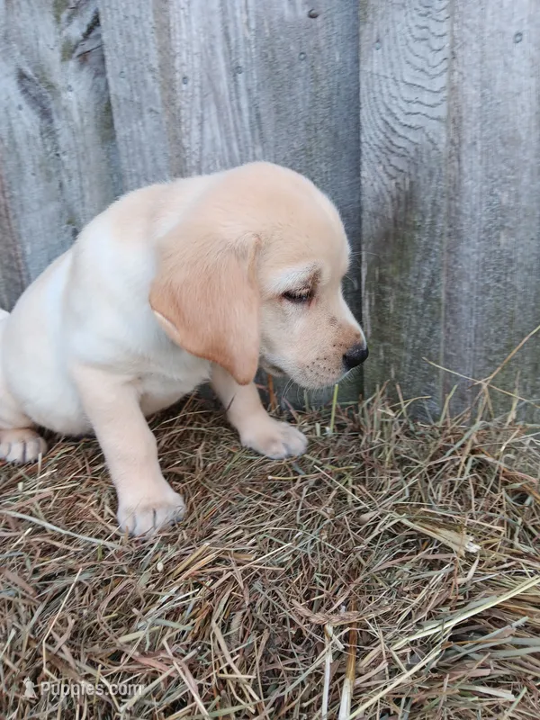 Skipper – Labrador Retriever puppy for sale in Accident, MD