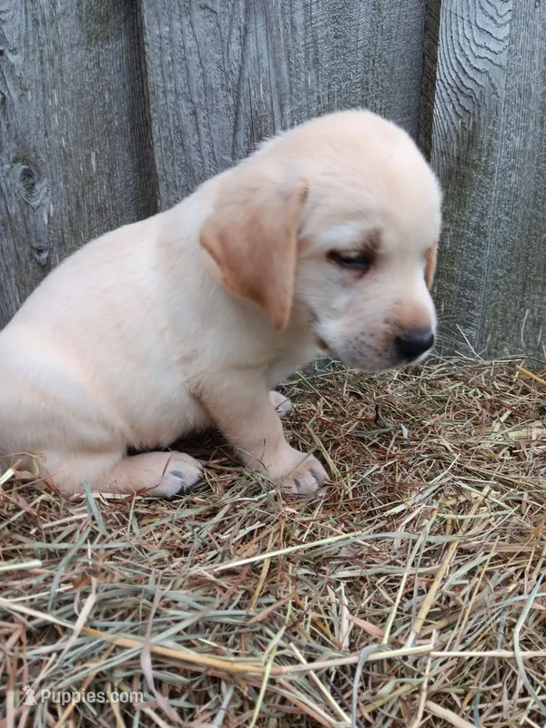 Skipper – Labrador Retriever puppy for sale in Accident, MD