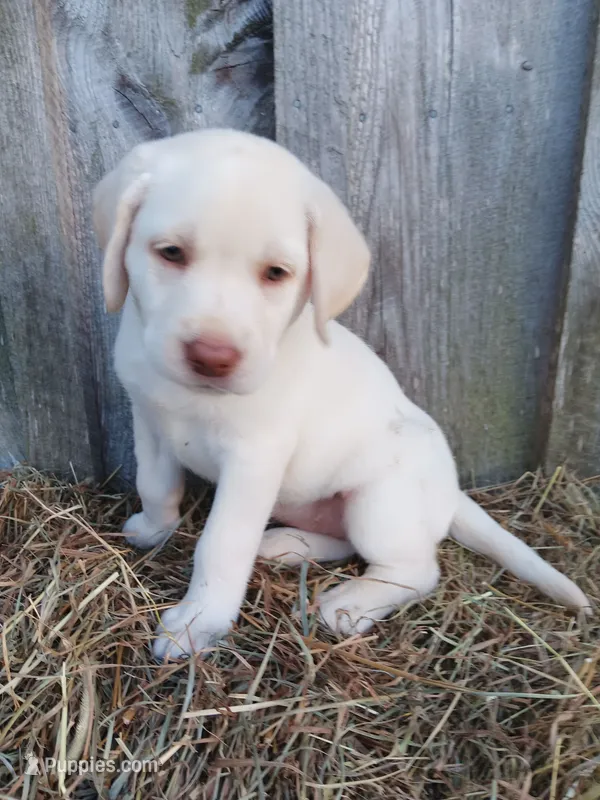 Sedona – Labrador Retriever puppy for sale in Accident, MD