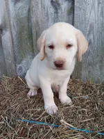 Sunny, a male Labrador Retriever for sale in Accident, MD – 3 of 8