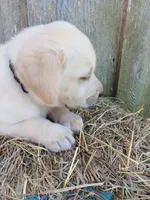 Sparky, a male Labrador Retriever for sale in Accident, MD – 2 of 4