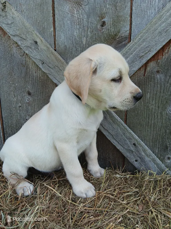 Sparky – Labrador Retriever puppy for sale in Accident, MD