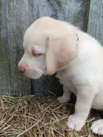 Simon, a male Labrador Retriever for sale in Accident, MD – 4 of 4