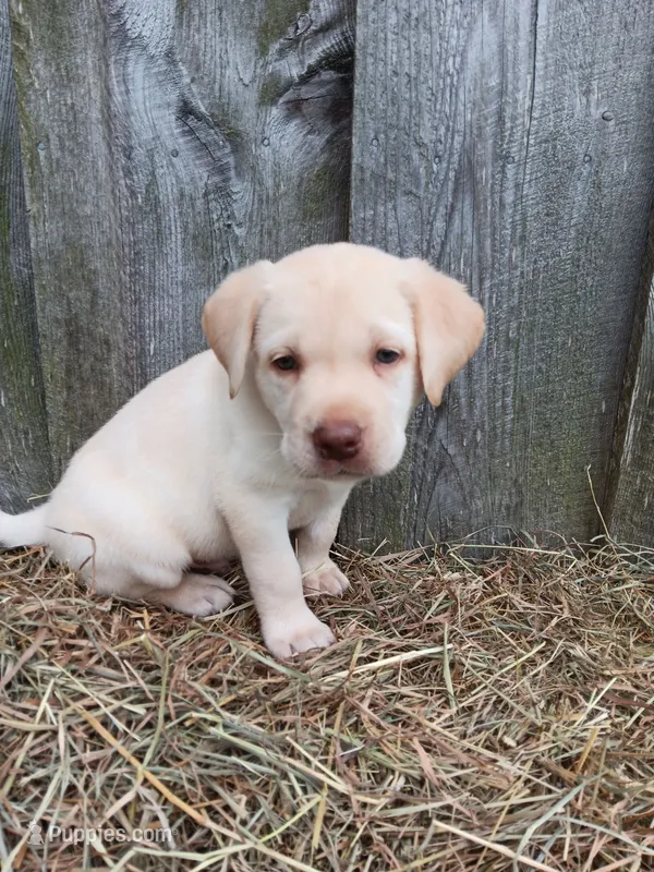 Sawyer – Labrador Retriever puppy for sale in Accident, MD