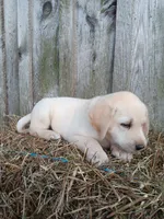 Sparky, a male Labrador Retriever for sale in Accident, MD – 4 of 7
