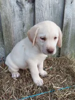 Sunny, a male Labrador Retriever for sale in Accident, MD – 2 of 8
