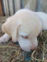 Sandy, a male Labrador Retriever for sale in Accident, MD – 4 of 4