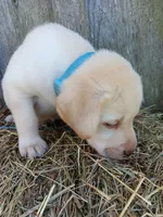 Sawyer, a male Labrador Retriever for sale in Accident, MD – 3 of 4