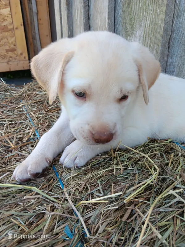 Sandy – Labrador Retriever puppy on hold in Accident, MD
