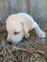 Sparky, a male Labrador Retriever for sale in Accident, MD – 3 of 4