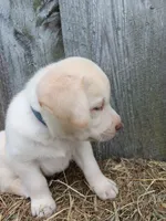 Sonny, a male Labrador Retriever for sale in Accident, MD – 1 of 3