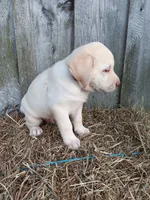 Sunny, a male Labrador Retriever for sale in Accident, MD – 5 of 8