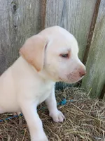 Sandy, a male Labrador Retriever for sale in Accident, MD – 3 of 4