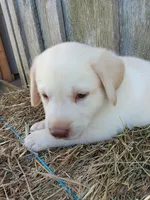 Sawyer, a male Labrador Retriever for sale in Accident, MD – 2 of 4
