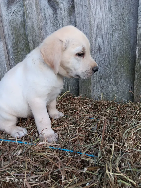 Sonny – Labrador Retriever puppy for sale in Accident, MD