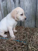Sparky, a male Labrador Retriever for sale in Accident, MD – 1 of 7