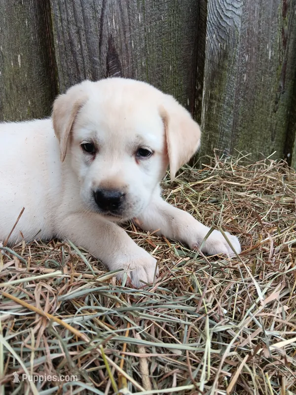 Sparky – Labrador Retriever puppy for sale in Accident, MD