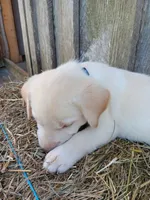 Sandy, a male Labrador Retriever for sale in Accident, MD – 2 of 4