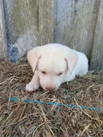 Sedona, a female Labrador Retriever for sale in Accident, MD – 3 of 4