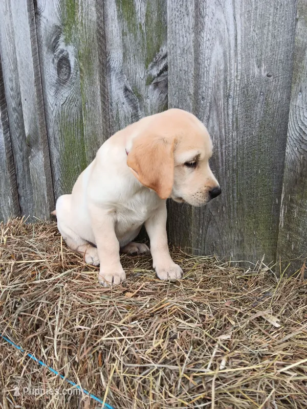 Skipper – Labrador Retriever puppy for sale in Accident, MD