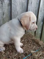 Sunny, a male Labrador Retriever for sale in Accident, MD – 4 of 8