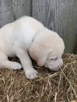 Sonny, a male Labrador Retriever for sale in Accident, MD – 3 of 3