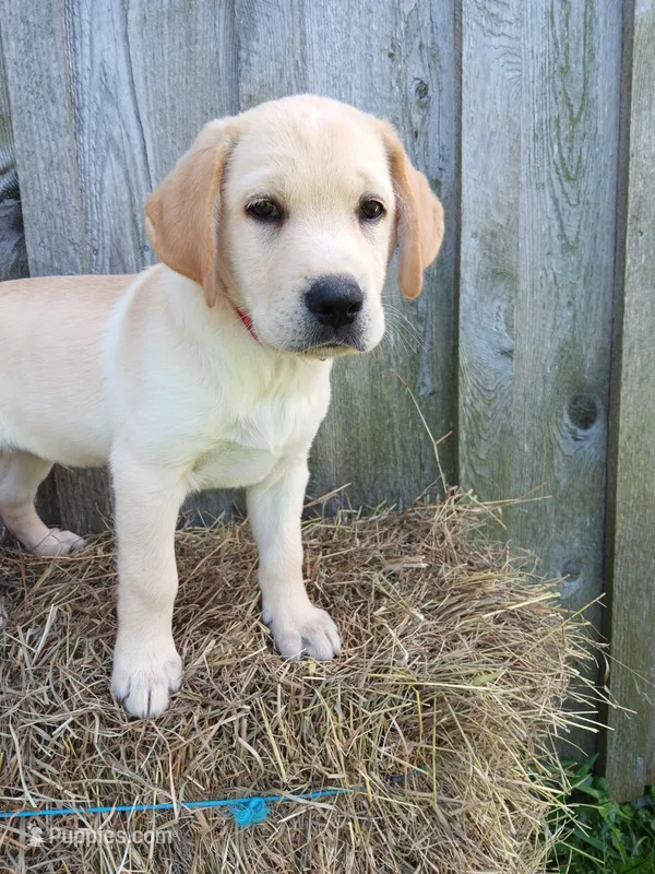 Skipper – Labrador Retriever puppy for sale in Accident, MD