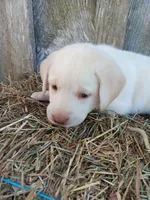 Sedona, a female Labrador Retriever for sale in Accident, MD – 2 of 4