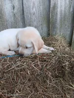 Sparky, a male Labrador Retriever for sale in Accident, MD – 5 of 7
