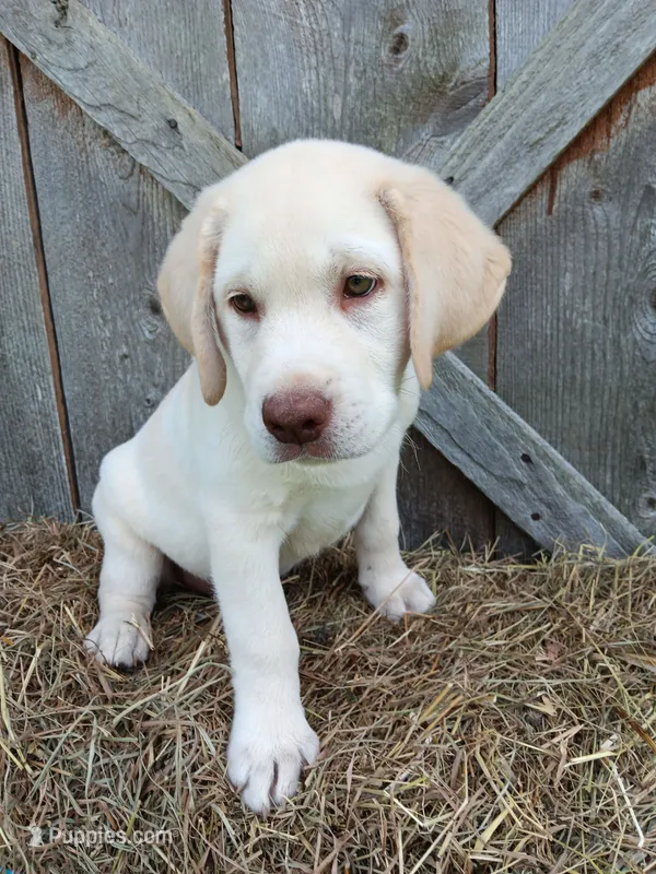 Sunny – Labrador Retriever puppy for sale in Accident, MD