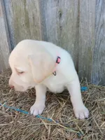 Serena, a female Labrador Retriever for sale in Accident, MD – 3 of 3