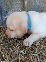 Sawyer, a male Labrador Retriever for sale in Accident, MD – 4 of 4