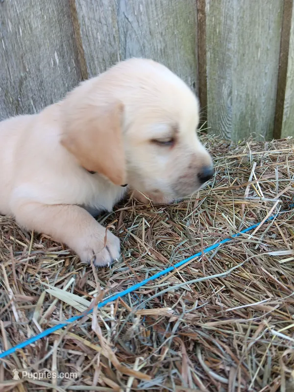 Skipper – Labrador Retriever puppy for sale in Accident, MD