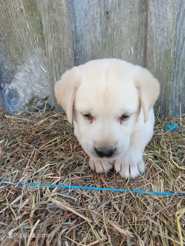 Sparky – Labrador Retriever puppy for sale in Accident, MD