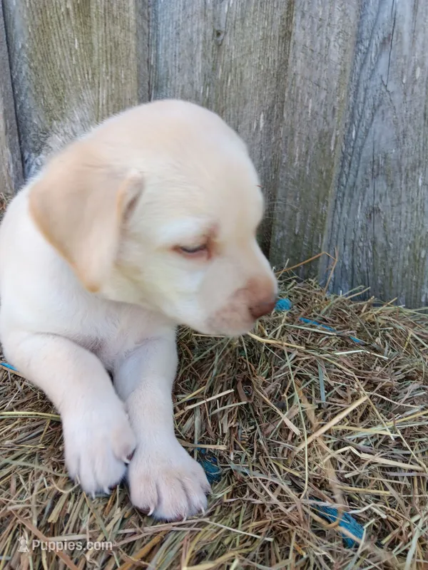 Sawyer – Labrador Retriever puppy for sale in Accident, MD