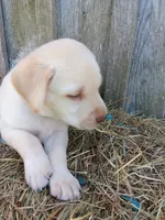 Sawyer, a male Labrador Retriever for sale in Accident, MD – 1 of 4