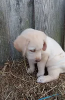 Sunny, a male Labrador Retriever for sale in Accident, MD – 6 of 8