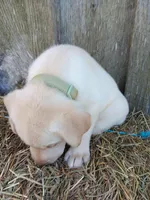 Sammy, a male Labrador Retriever for sale in Accident, MD – 3 of 4