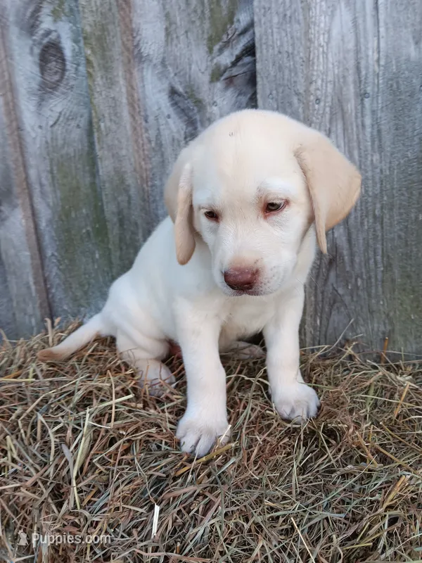 Sunny – Labrador Retriever puppy for sale in Accident, MD