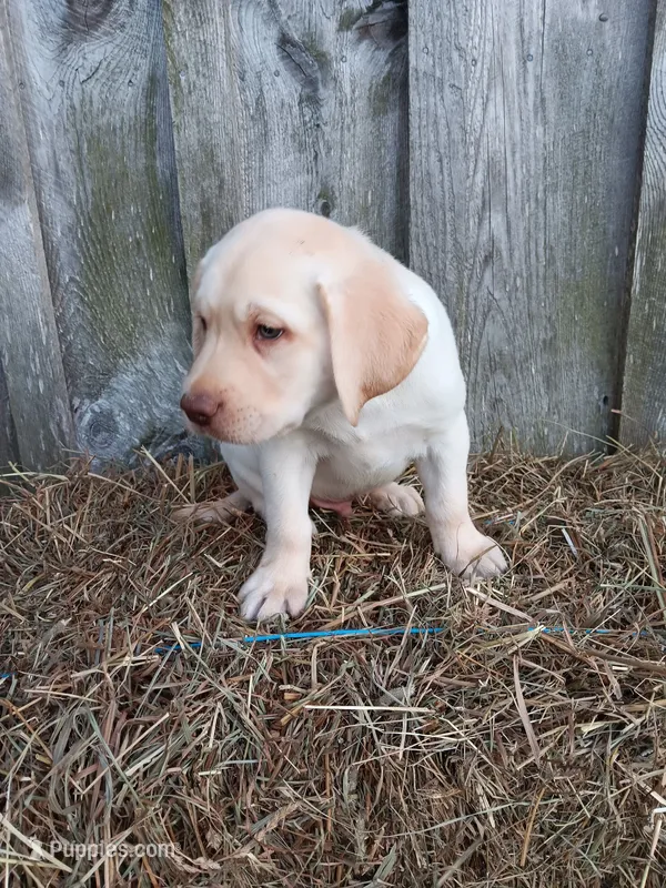Sammy – Labrador Retriever puppy for sale in Accident, MD