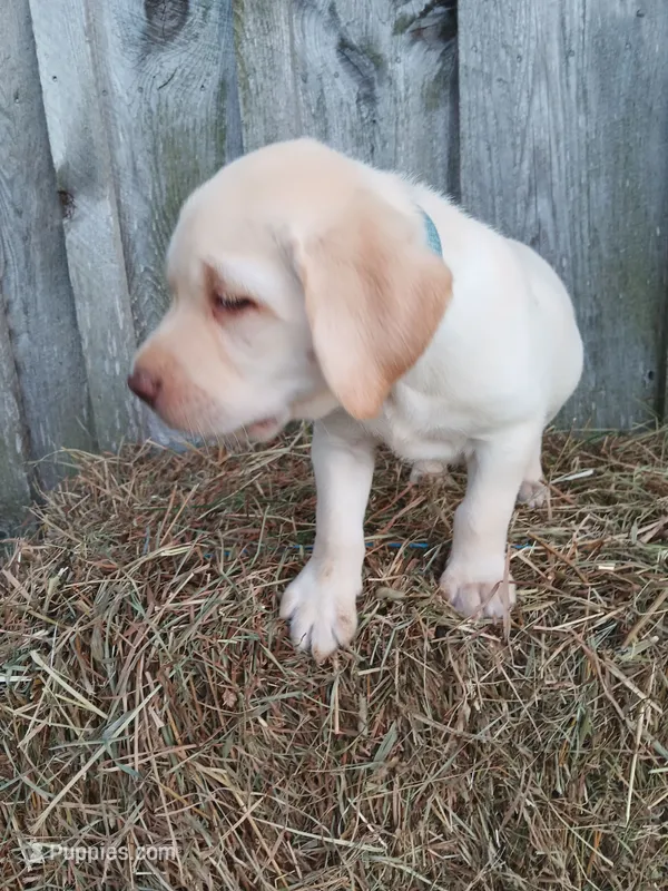 Sawyer – Labrador Retriever puppy for sale in Accident, MD