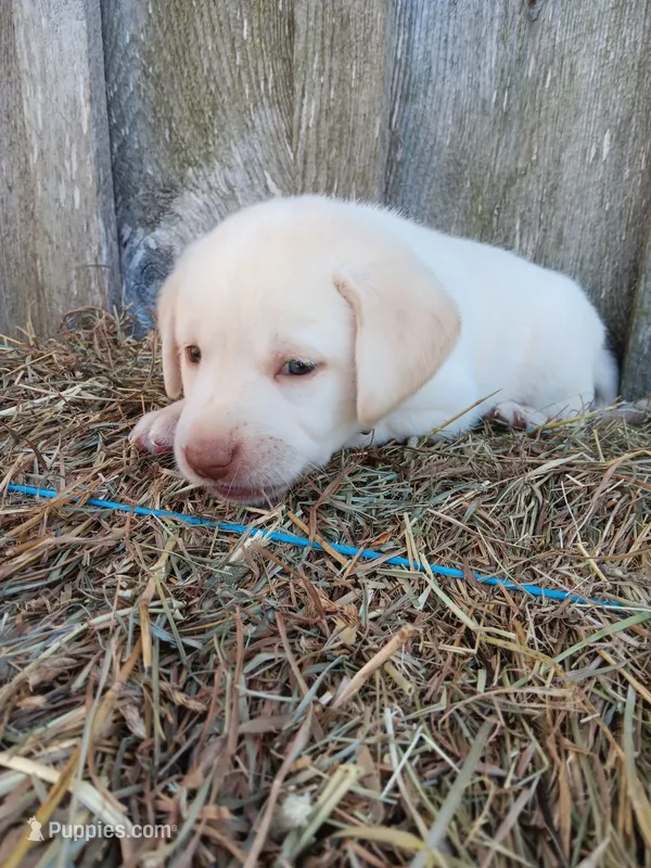 Sedona – Labrador Retriever puppy for sale in Accident, MD