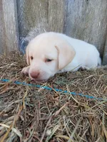 Sedona, a female Labrador Retriever for sale in Accident, MD – 1 of 4